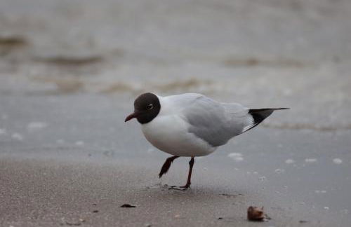 Wasservilla freiZeit Usedom - Foto 18
