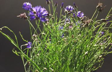 Haus Grotheer - Foto 2