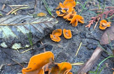 Enchanted Hollow- Cozy, Romantic Woodland Getaway - Photo 71