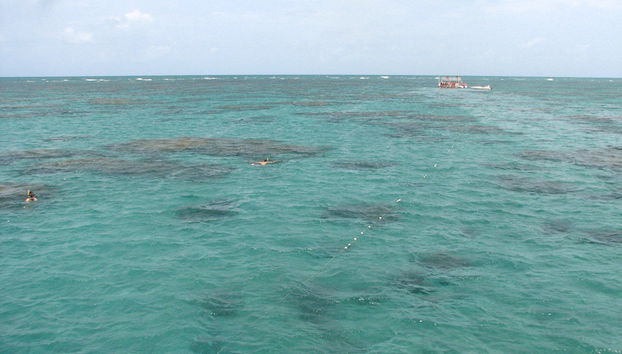Maracajau Parrachos Reef – Mergulho com Máscara e Snorkel - Foto 3