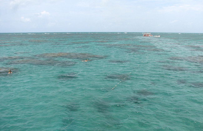 Maracajau Parrachos Reef – Mergulho com Máscara e Snorkel - Foto 3