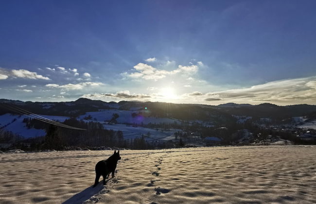 Jaworki Green Dream - Foto 40