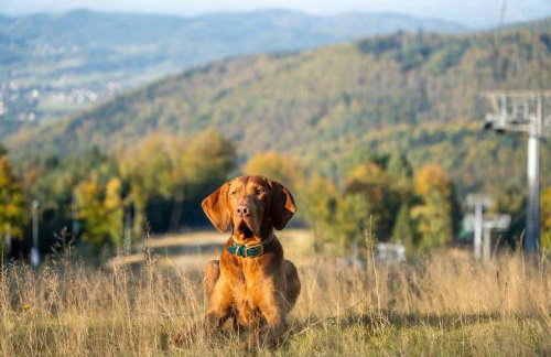 Hotel & SPA Czarny Groń - Foto 32