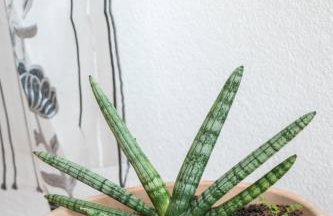 Apartments Željka - Foto 33