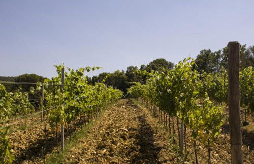 Agriturismo Aia Leccioni - Foto 47