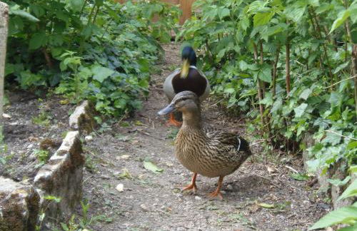 Les Cimaises du Couvent - Foto 26