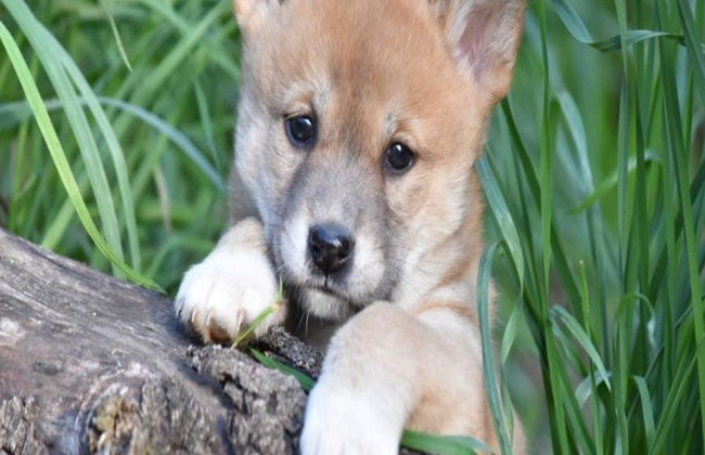 Billets d'entrée générale pour le parc animalier Gorge Wildlife Park - Photo 1