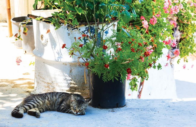 Loutsa Villa in Ithaki - Foto 3