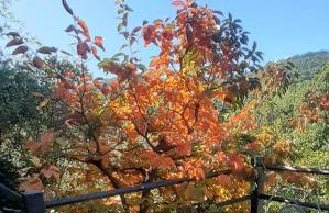 Villa Le Palmine - Foto 41