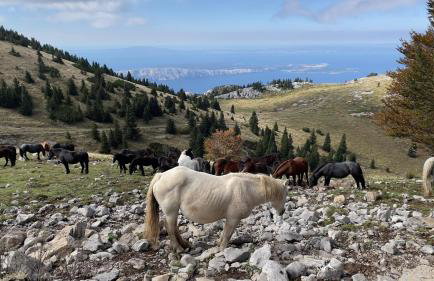 Apartment Biondić - Villa Sunce - Foto 48