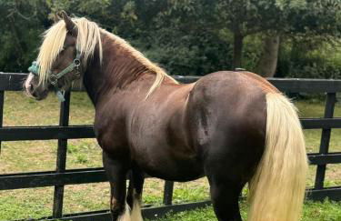 Grade II Listed Farmhouse, Pool, Hot Tub, Games Room, Celebration Hall, Car Park, 10ppl, 45 min from Central London - Foto 6