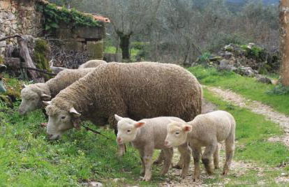 Quinta de São João - Foto 61