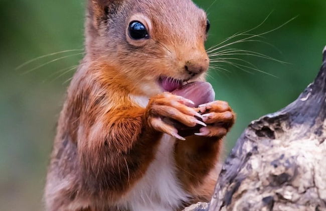 Shepherds Hut With Hot Tub, North Wales, Anglesey - Photo 16