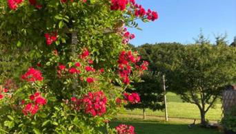 Ferienwohnung Goas-Alm - Photo 5