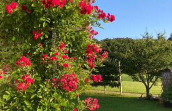 Ferienwohnung Goas-Alm - Photo 5