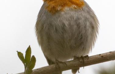 TATANKA Dom w Puszczy & SPA na Polanie - Foto 42