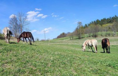 Domek Zielenina - Foto 8