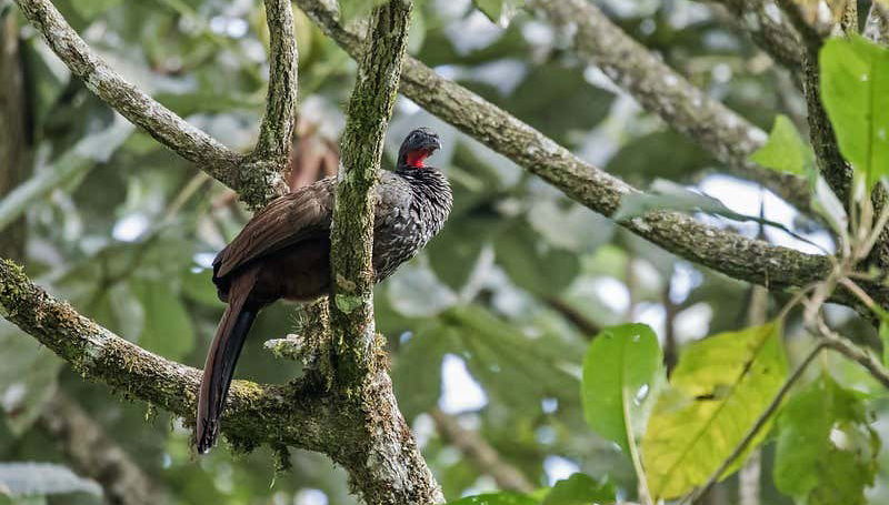 Wildlife in Quimbaya