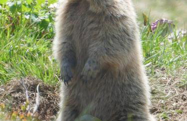 Ferienwohnung Bergglück - Foto 18