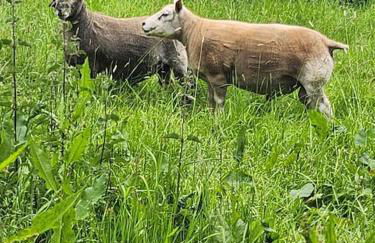 The Meadow - Foto 27