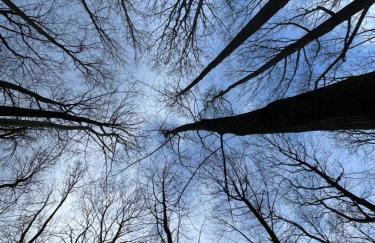 Drewniany dom w brzozowisku - Foto 52