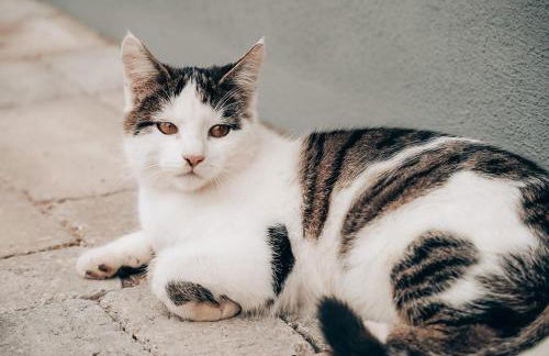 Ferienhof Petermühle Urlaub mit Alpakas - Foto 53