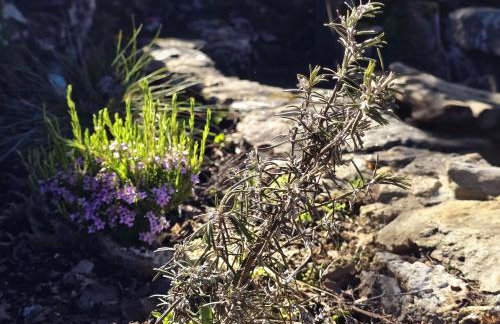 Cardenha das Formiguinhas - Foto 63