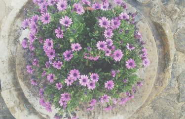 Herdade Do Azinhal - Foto 12