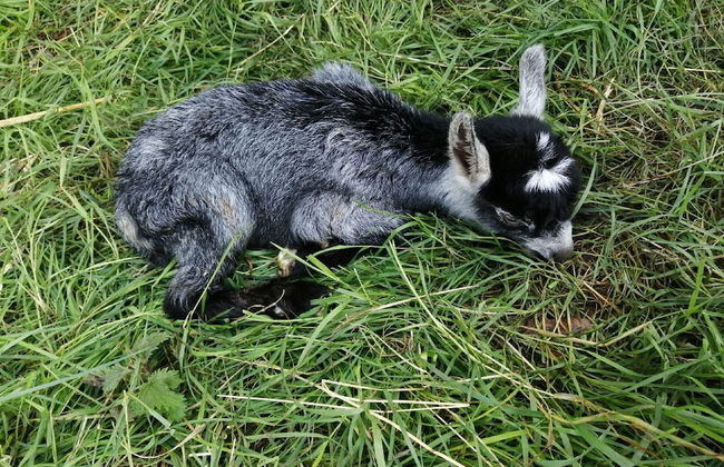 Ferme du Caroire - Foto 27