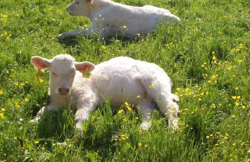 Ferienwohnung Lacherhof - Foto 12