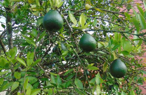 Rancho do Colega - Foto 44