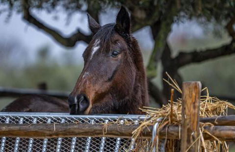 piccolo casale a "le Moline" in una vera fattoria - Foto 25