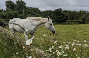 Cosy Owl - Shepherds Hut - Foto 51