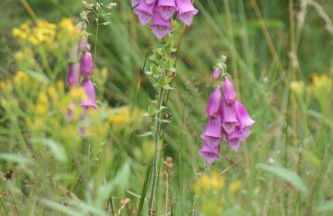 Ferienwohnungen Bleyl Rittersgrün - Foto 12