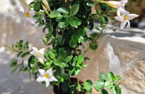 Apartmani Meri - Photo 53