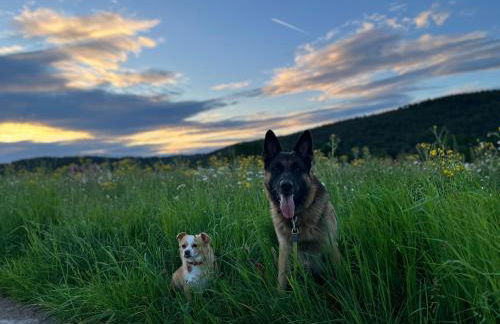 Charaktervolle Whg mit Parkplatz nähe Kassel - Foto 13