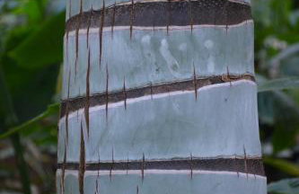 Penthouse Lomo Alto - Foto 48