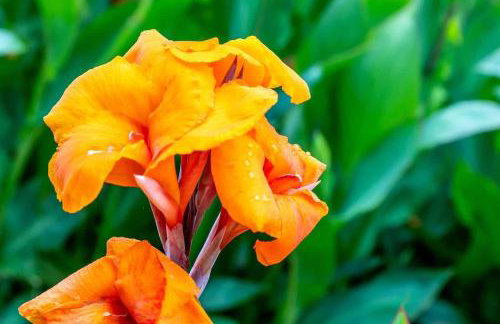 Lakefront 3BR with Bunkhouse and Kayaks, Rowboat Included - Foto 26