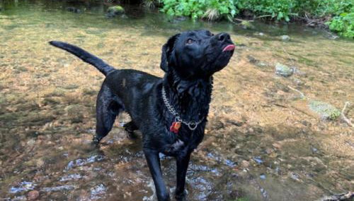 Landhaus Seewald: Große Sauna, Garten | See 5 Min. | 20 Personen - Foto 5