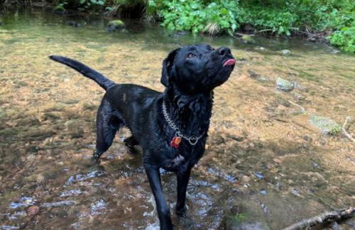 Landhaus Seewald: Große Sauna, Garten | See 5 Min. | 20 Personen - Foto 5