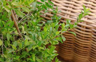 Piazza Venezia Suite and Terrace - Foto 45