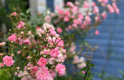 Blaue Pause - Hygge-Häuschen mit Garten und Kamin - Foto 14