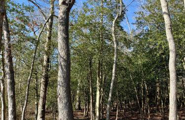 Sai Rakshit Villa on Maurice River - Foto 35