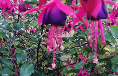 au monde mystérieux maison-canon-lan - Foto 3