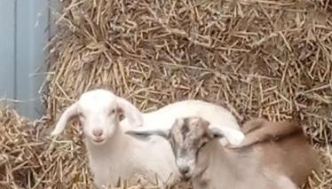 Agroturystyka,, Ranczo Kruszynki" - Foto 5