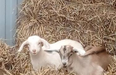 Agroturystyka,, Ranczo Kruszynki" - Foto 5