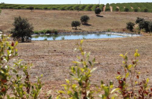 Monte da Figueira Brava - Foto 39