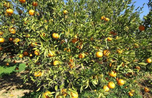 Quinta do Coelhoazul - Foto 7