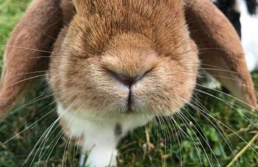 Wyzenborne - Foto 50