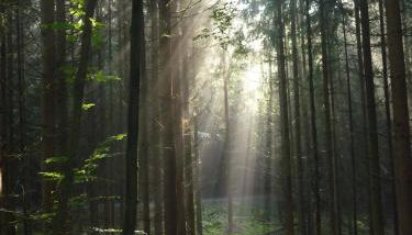Ferienwohnung Böllsteiner Höhe - Foto 5